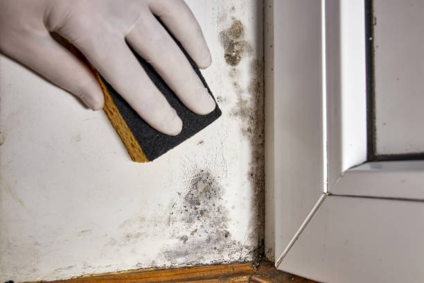 Best Air Quality Testing for Mold Spores  in USA